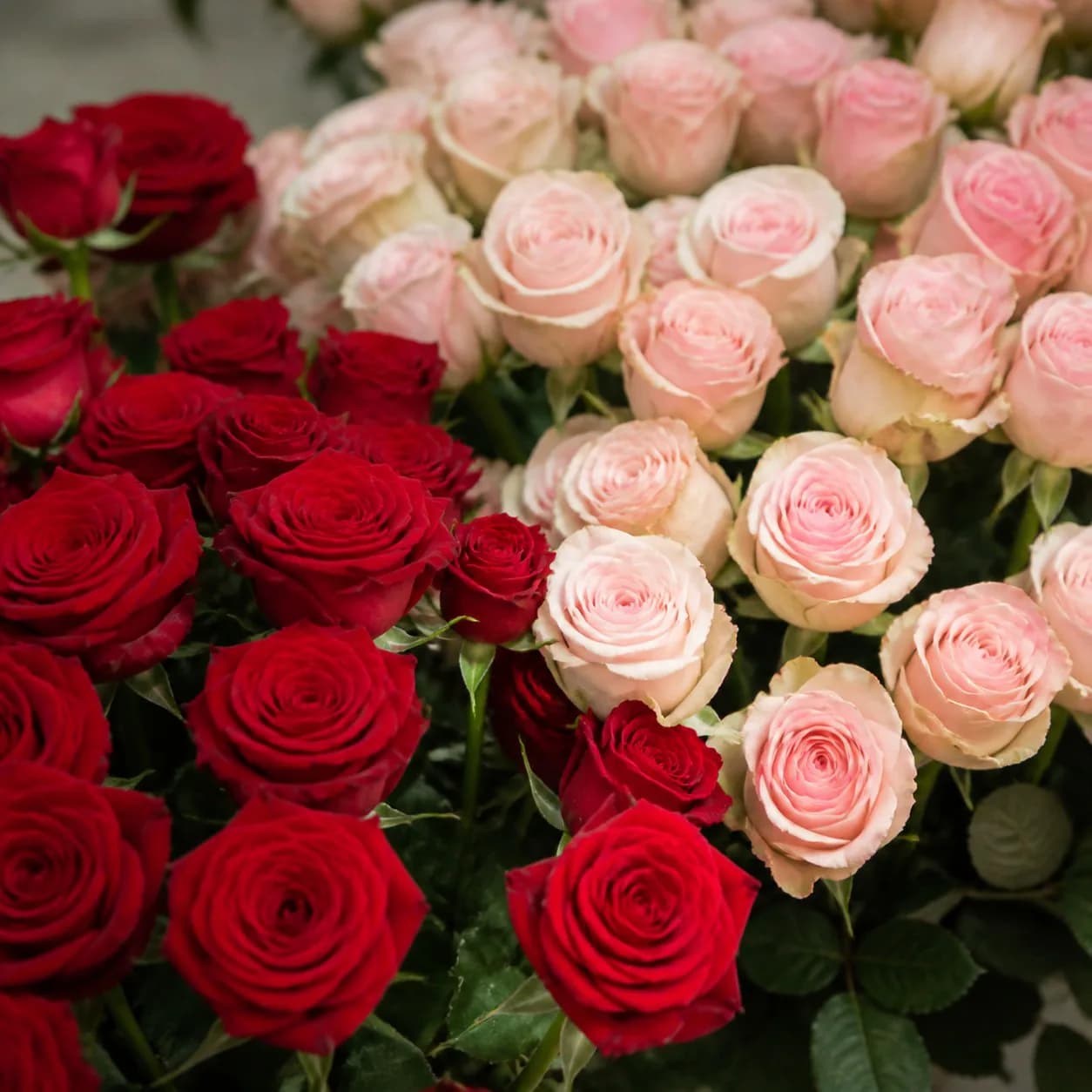 Roses