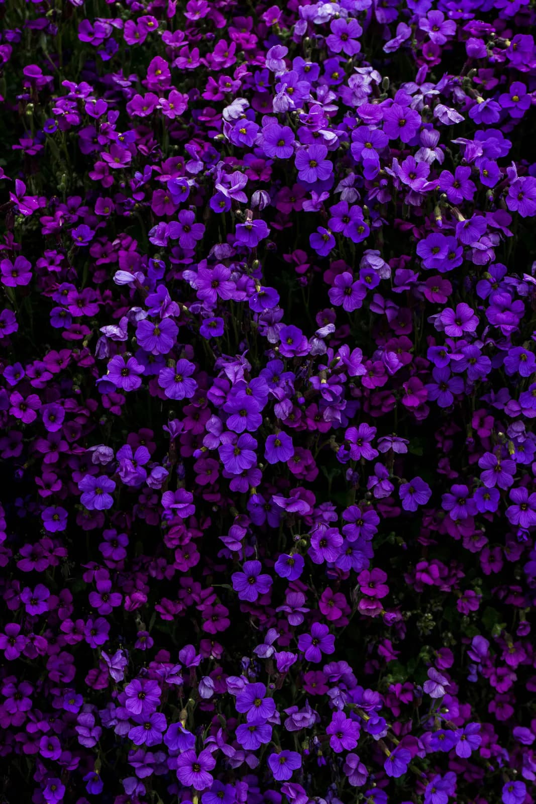 Fleurs violettes fraîches sélectionnées par notre atelier
